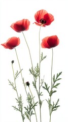 Fototapeta premium Red poppies with green stems on white background