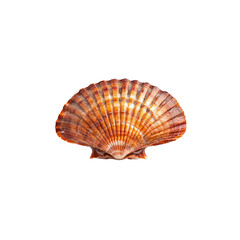 Fototapeta premium Scallop Shell Detail: A close-up shot of a single scallop shell, showcasing its intricate, ribbed texture and warm, brown hues.