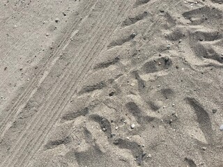 tracks in sand