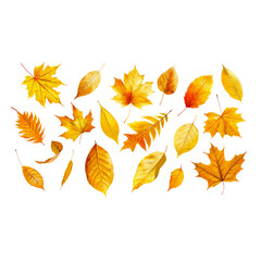 Fototapeta premium Autumn Leaves Collection: A vibrant collection of autumn leaves in various shades of yellow, orange, and brown, perfect for autumnal designs and seasonal projects.