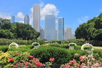 Chicago city rose garden