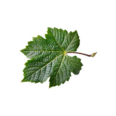 Grape Leaf Detail: A vibrant, detailed close-up of a single fresh green grape leaf, showcasing its intricate vein patterns and rich texture.  Perfect for design projects needing a touch of nature.
