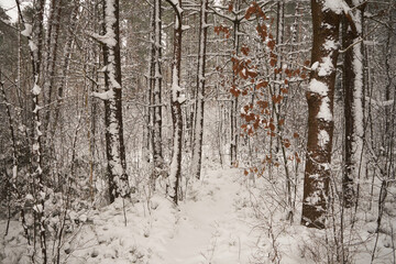 leśna ścieżka,zima  © Marcin Łazarczyk