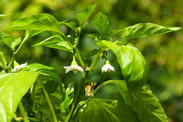 Flowering bell pepper, sweet pepper, pepper, capsicum (Capsicum annuum), family Solanaceae. Dutch...