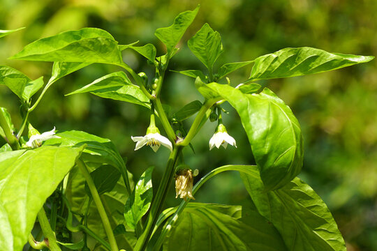 Flowering bell pepper, sweet pepper, pepper, capsicum (Capsicum annuum), family Solanaceae. Dutch garden, July.	