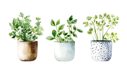 Fototapeta premium Whimsical watercolor composition of basil, parsley, and cilantro plants in pots, showcasing vibrant greens and artistic details