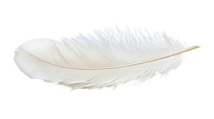 Detailed white feather with soft texture and natural curve isolated on Transparent Background 