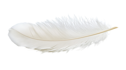 Detailed white feather with soft texture and natural curve isolated on Transparent Background 