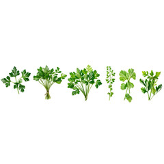 Obraz premium Fresh Parsley Varieties: A collection of five vibrant parsley varieties, showcasing their unique shapes and textures. Ideal for culinary and botanical illustrations.