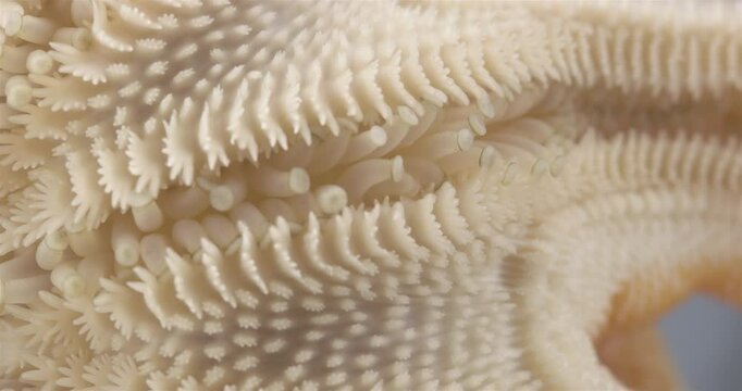 Starfish Solaster endeca under a microscope, Solasteridae family, phylum Echinodermata. Oral side (mouth). Movement of ambulacral legs is visible. White Sea
