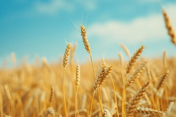 Beautiful Field of Ripe Wheat of Golden Color Against Blurred Background of Blue Sky