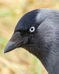 Eine Dohle in Nahaufnahme, Portrait einer Dohle, auch Turmkrähe oder Rabenvogel genannt. Also Rabe oder Krähe.