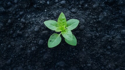 Continuous Growth and Skill Development in Nature Inspired Concept