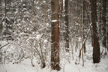 drzewo,zima  © Marcin Łazarczyk