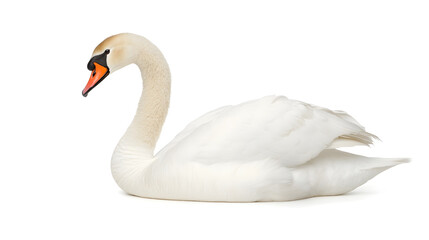 Obraz premium Graceful White Swan Gliding with Open Wings on Serene Isolated Background