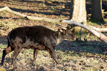 An Anoa, a type of Water Buffalo, walking through the woodland.