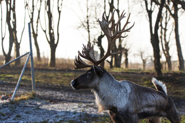 A Reindeer standing in woodland.