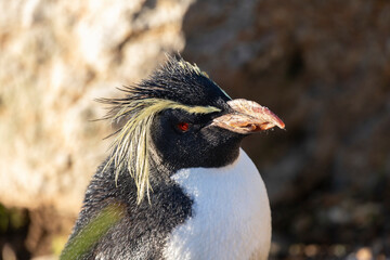 Naklejka premium A Rockhopper Penguin in profile against a rocky background.