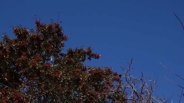 Nature: Tree and blue sky, Red flower on the tree in Japan