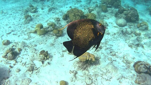 French Angelfish ( Pomacanthus paru) cruising among the coral reef in the Caribbean. Slow motion, 25 percent natural speed.