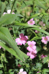 Pink flower in nature