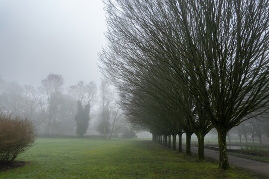 Row of bare trees in foggy park landscape