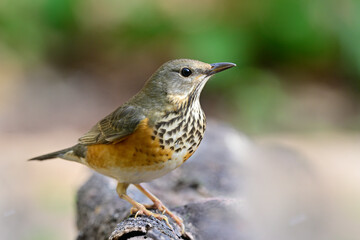 grey-backed thrush, turdus hortulorum,  adult female bird during its passage migrant to Thailand in winter