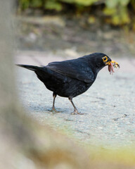 Amsel auf Beutezug