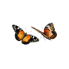 Butterflies in Flight: Two vibrant butterflies with intricate wing patterns take flight, their wings catching the light in a graceful dance.