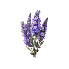 Obraz premium Lavender Bouquet: A charming bunch of lavender flowers, showcasing their delicate purple blooms and slender green stems. The image evokes feelings of tranquility and serenity. 