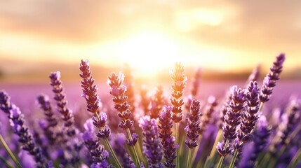 Naklejka premium This stunning image captures lavender blooms basking in the soft glow of a sunset, creating an enchanting atmosphere filled with vibrant colors and a sense of calm.
