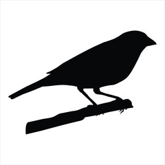 Obraz premium bird on a branch