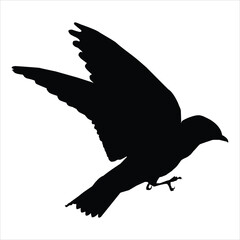 silhouette of a bird