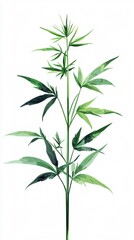 Fototapeta premium Isolated cannabis sativa plant on white background. Lush green foliage and intricate leaf patterns. Botanical illustration with artistic touch.