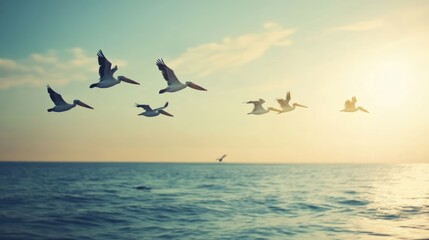 Pelicans Soaring at Sunset Over Tranquil Sea