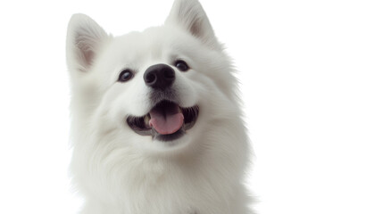 Obraz premium Samoyed dog, isolated on transparent background