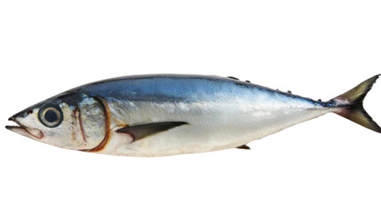 Fototapeta premium Sardine, isolated on transparent background