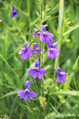 Consolida regalis blooms in the field