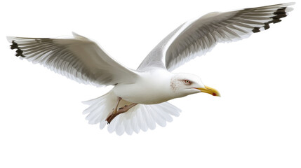 Fototapeta premium Seagull in flight, isolated on transparent background