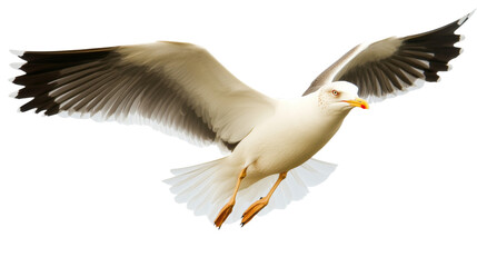 Fototapeta premium Seagull in flight, isolated on transparent background