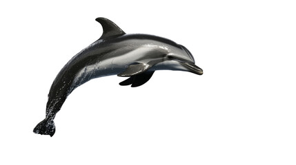 Fototapeta premium Silhouette of a dolphin jumping out of water, isolated on transparent background