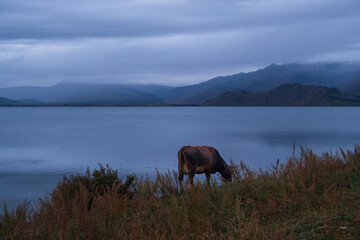 Cow against the background of Autumn Lake Markakol in Kazakhstan is located in the Markakol depression, surrounded by the Kurchum and Azutau ranges.