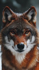 Fototapeta premium Close-up of a red wolf in snowy forest.