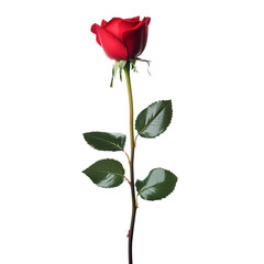 Standing bright red rose with leaves for valentines day isolated on a transparent background