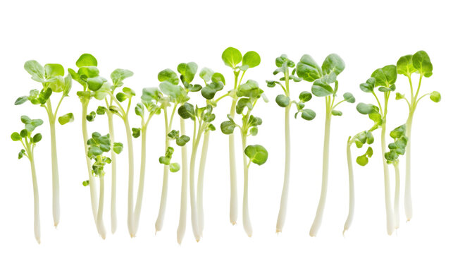 Kale sprouts, isolated on transparent background