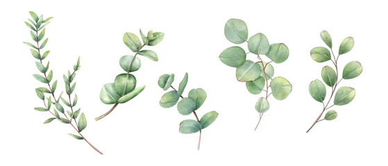 Set of eucalyptus branches with green leaves watercolor illustration isolated background. Silver dollar greenery floral elements for wedding invitation, Valentines day greetings, thank you cards. © Masha_tolk_art