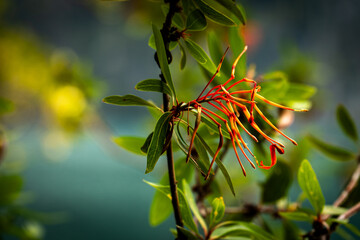 Quintral del Maqui, a striking parasitic flower with red-orange tubular structures emerging from green branches.
