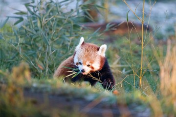 A Red Panda eating some Bamboo.