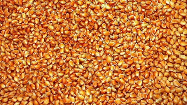 Close-up of golden corn kernels on display at a local market in the afternoon sunlight