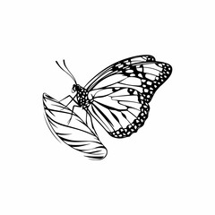 A detailed line art illustration of a monarch butterfly emerging from a chrysalis.